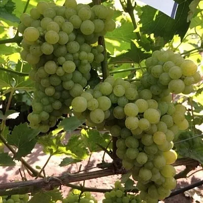 Виноград КИШМИШ 311 в Реутове