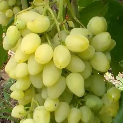 Виноград ЗАРНИЦА в Реутове