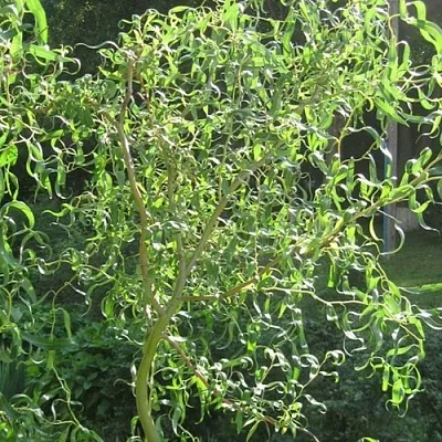 Ива МАТСУДАНА  Ива МАТСУДАНА в Реутове