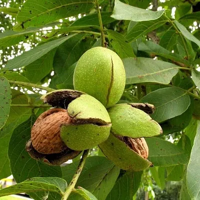 Грецкий орех  Грецкий орех в Реутове