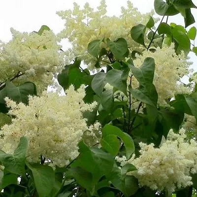 Сирень АМУРСКАЯ  Сирень АМУРСКАЯ в Реутове