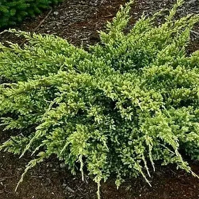 Можжевельник ДРИМ ДЖОЙ чешуйчатый  Можжевельник ДРИМ ДЖОЙ чешуйчатый в Реутове