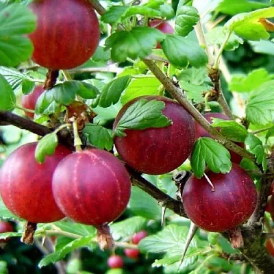 Крыжовник КОНСУЛ  Крыжовник КОНСУЛ в Реутове