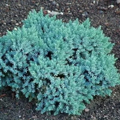 Можжевельник БЛЮ СТАР чешуйчатый  Можжевельник БЛЮ СТАР чешуйчатый в Реутове