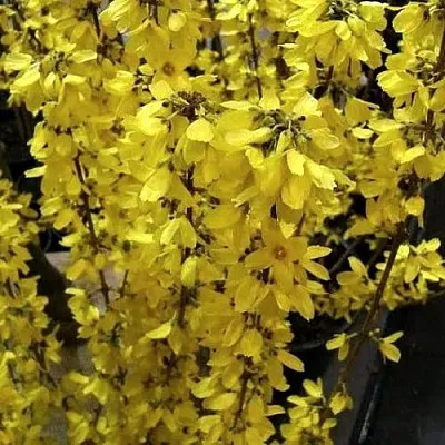 Форзиция ГОЛДРАУШ  Форзиция ГОЛДРАУШ в Реутове