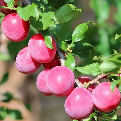 Алыча  Алыча в Реутове