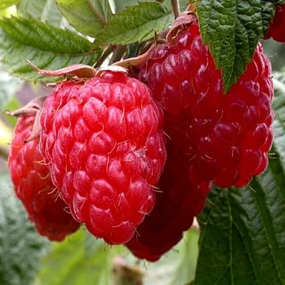 Малина КВЕЛЛИ  Малина КВЕЛЛИ в Реутове