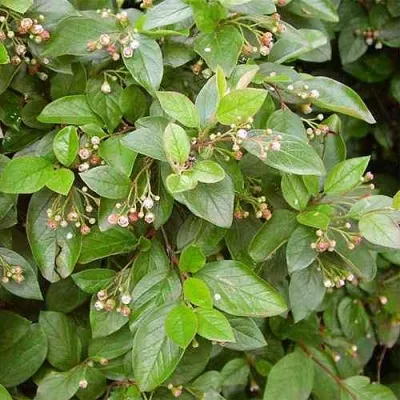 Кизильник блестящий в Реутове