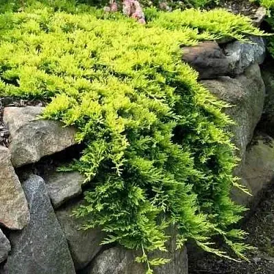 Можжевельник ГОЛДЕН КАРПЕТ горизонтальный  Можжевельник ГОЛДЕН КАРПЕТ горизонтальный в Реутове