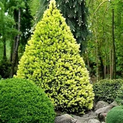 Ель РЕЙНБОУЗ ЭНД сизая  Ель РЕЙНБОУЗ ЭНД сизая в Реутове