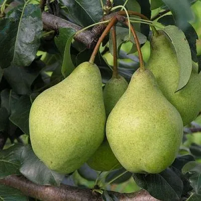 Груша ОРЛОВСКАЯ ЛЕТНЯЯ  Груша ОРЛОВСКАЯ ЛЕТНЯЯ в Реутове