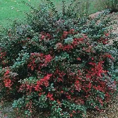 Барбарис РЕД ДЖЕВЕЛ средний   Барбарис РЕД ДЖЕВЕЛ средний  в Реутове