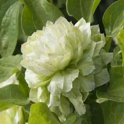 Клематис КОХАНА  Клематис КОХАНА в Реутове