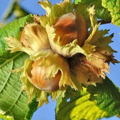 Фундук ТОНДА РОМАНА  Фундук ТОНДА РОМАНА в Реутове