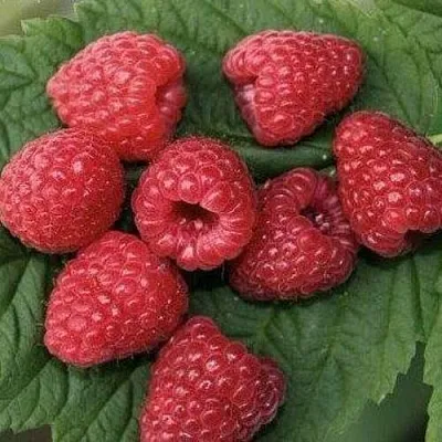 Малина ЗЮГАНА  Малина ЗЮГАНА в Реутове