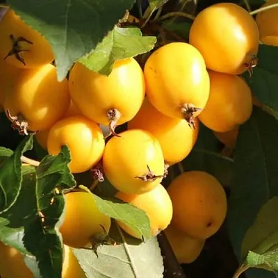 Яблоня ГОЛДЕН ХОРНЕТ декоративная  Яблоня ГОЛДЕН ХОРНЕТ декоративная в Реутове