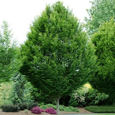 Граб  Граб в Реутове