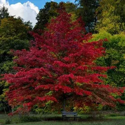 Дуб болотный  Дуб болотный в Реутове