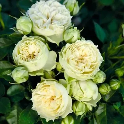 Саженцы роз БЛАНШЕТТ спрей  Саженцы роз БЛАНШЕТТ спрей в Реутове