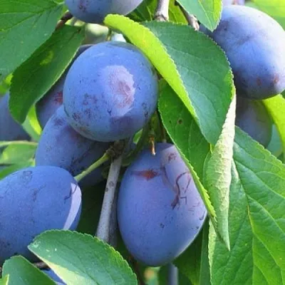 Слива ПЕРДРИГОН  Слива ПЕРДРИГОН в Реутове