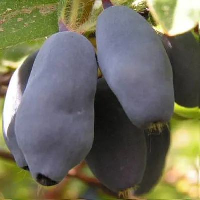 Жимолость съедобная КРУПНОПЛОДНАЯ в Реутове