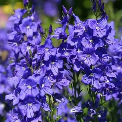 Вероника австрийская в Реутове