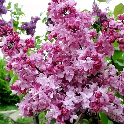 Сирень ОЛИМПИАДА КОЛЕСНИКОВА  Сирень ОЛИМПИАДА КОЛЕСНИКОВА в Реутове