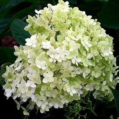 Гортензия СТЕРИЛИС древовидная  в Реутове