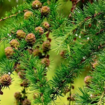 Лиственница  Лиственница в Реутове