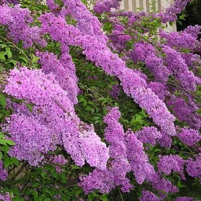 Сирень КИТАЙСКАЯ  Сирень КИТАЙСКАЯ в Реутове