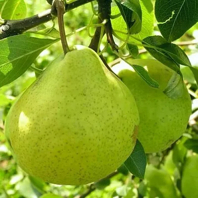 Груша ДАЛИКОР колонновидная  Груша ДАЛИКОР колонновидная в Реутове