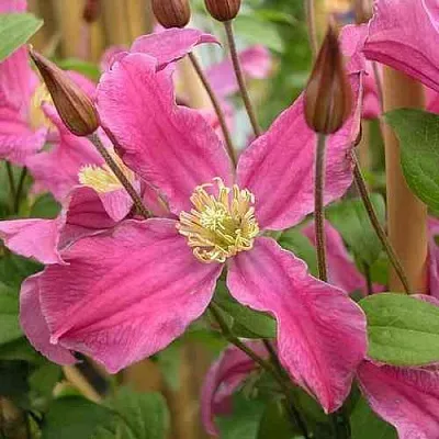 Клематис ИНСПИРЕЙШН ЗОЙН  Клематис ИНСПИРЕЙШН ЗОЙН в Реутове