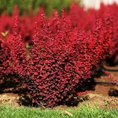 Барбарис ОРАНЖ РОКЕТ тунберга  Барбарис ОРАНЖ РОКЕТ тунберга в Реутове