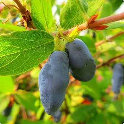 Жимолость съедобная БОРЕАЛ БЛИЗЗАРД (СЕВЕРНАЯ МЕТЕЛЬ) в Реутове