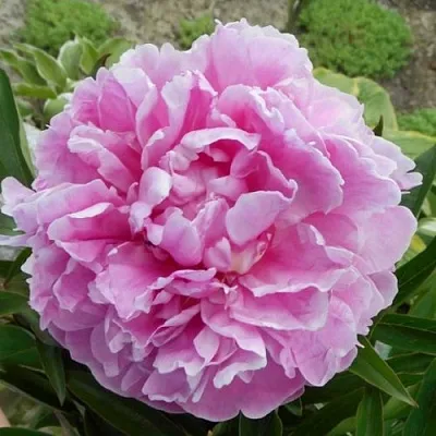 Пион РИМ травянистый  Пион РИМ травянистый в Реутове