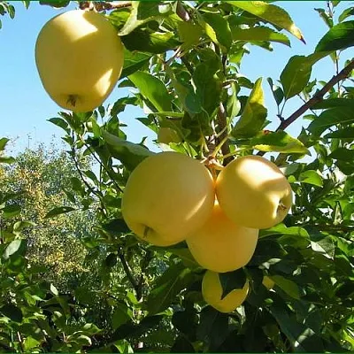 Яблоня ГОЛДЕН МИЛЛЕНИУМ  Яблоня ГОЛДЕН МИЛЛЕНИУМ в Реутове