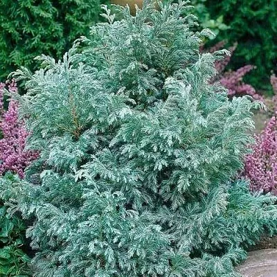 Кипарисовик БУЛЕВАРД горохоплодный  Кипарисовик БУЛЕВАРД горохоплодный в Реутове