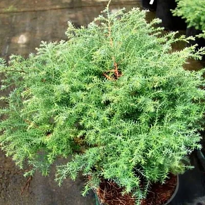 Кипарисовик СКВАРРОЗА горохоплодный  Кипарисовик СКВАРРОЗА горохоплодный в Реутове