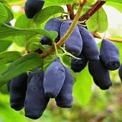 Жимолость съедобная МОСКОВСКАЯ в Реутове