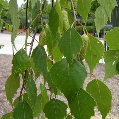 Береза ФАСЦИНЕЙШЕН белая   Береза ФАСЦИНЕЙШЕН белая  в Реутове