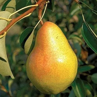 Груша ВЕЛЕСА  Груша ВЕЛЕСА в Реутове