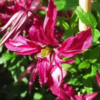 Клематис РОЗАЛИН  Клематис РОЗАЛИН в Реутове