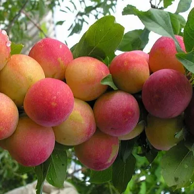 Слива СКОРОПЛОДНАЯ  Слива СКОРОПЛОДНАЯ в Реутове