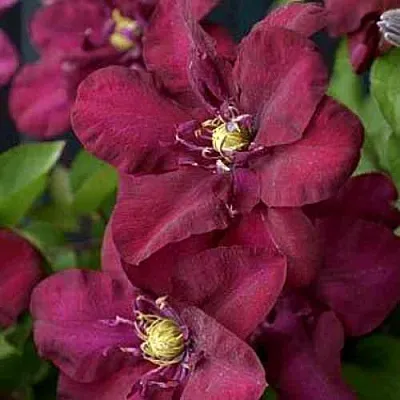 Клематис ЯН III СОБЕСКИ  Клематис ЯН III СОБЕСКИ в Реутове