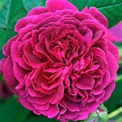 Саженцы роз ВИЛЬЯМ ШЕКСПИР английская  Саженцы роз ВИЛЬЯМ ШЕКСПИР английская в Реутове