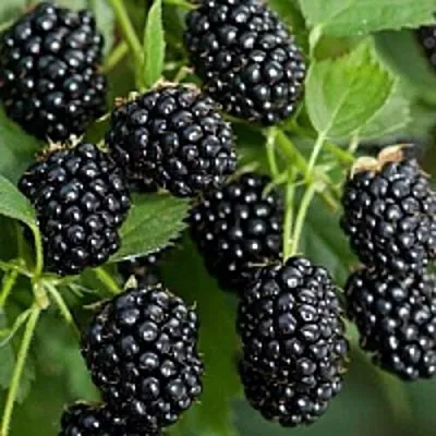 Бесшипная  Бесшипная в Реутове