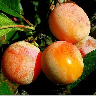 Ранняя  Ранняя в Реутове