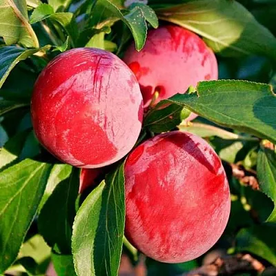 Красная  Красная в Реутове