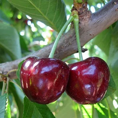 Черешня СЮБАРОВСКАЯ в Реутове