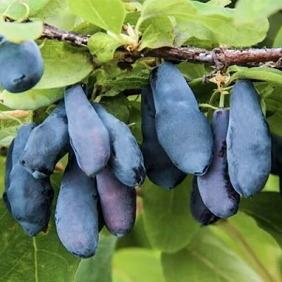 Жимолость съедобная СИБИРЯЧКА в Реутове